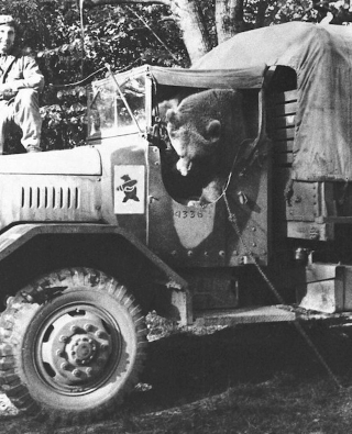 Illustration for article titled When Pets Get Drafted: The Bizarre History of Animal Soldiers